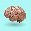 realistic human brain | Custom-Designed Illustrations ~ Creative Market