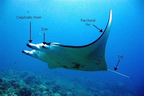 The Giant Oceanic Manta Ray Fascinating Sea Creatures