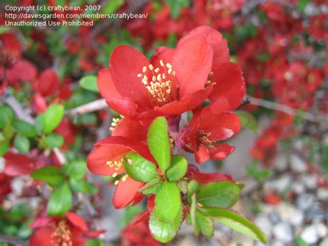 Plantfiles Pictures Chaenomeles Flowering Quince Texas Scarlet