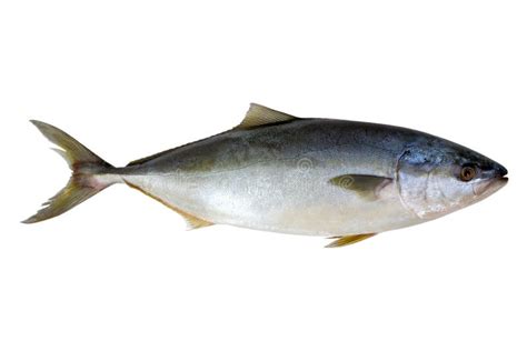 Fresh Tuna Fish Isolated Stock Photo Image Of Blue Cool 92909920