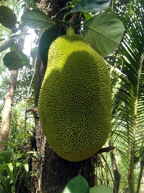 What Is Jackfruit Culinarylore