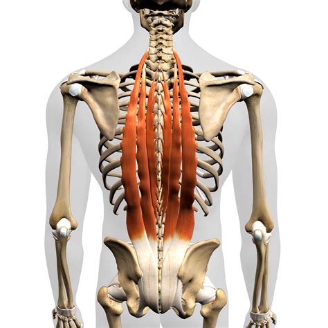 Spine Biomechanics Part The Muscles Of The Spine Biomechanics Education