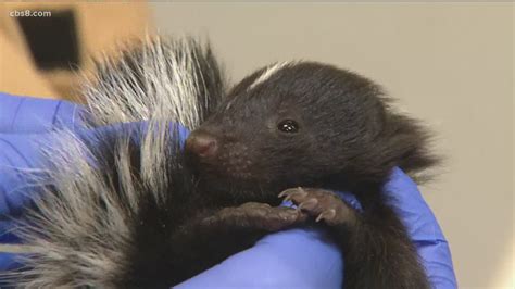 Orphaned Baby Skunks Receive Help From Project Wildlife