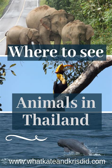 Where To See Animals In Thailand