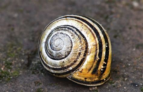 Free Images Shells Yellow Black Markings Lines Snails And Slugs