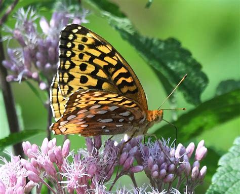 Silver Bordered Fritillary Butterfly Feeding On Butterfly Weed By A