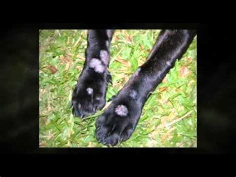 There are many dog skin problems that can affect your furry friend's life if you are not careful enough when it comes to its health. Dog Skin Problems - YouTube