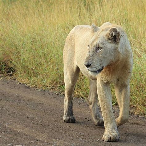 The Subadult Male White Lion Of The Shishangaan Pride Out On Patrol At