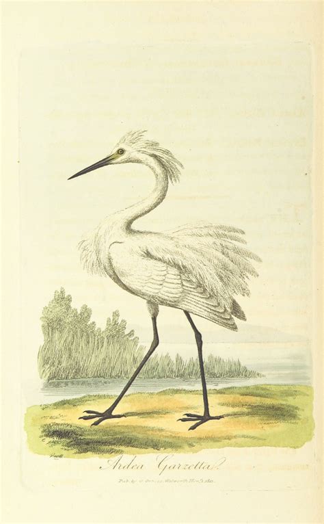British Library Digitised Image From Page 156 Of British Ornithology