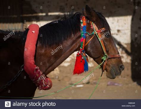 stock photo decorated horse dongola sudan horses sudan stock