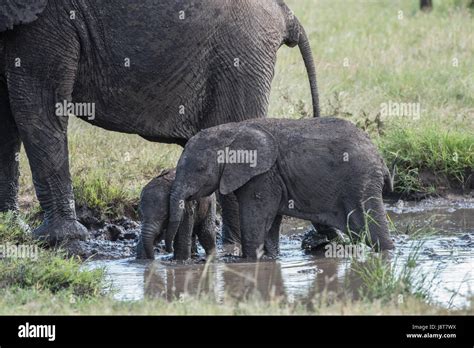Baby Elephants Playing In Water Tanzania Stock Photo Alamy