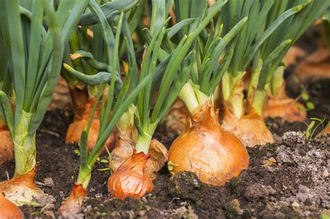 Bad Onion Harvest Makes Poland A Net Importer Tridge