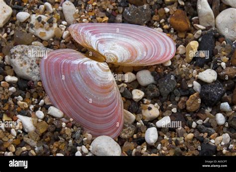 Seashells On The Beach Seaside At Filey North Yorkshire England Great