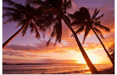 Palm Trees At Sunset Olowalu Maui Hawaii United States Of America