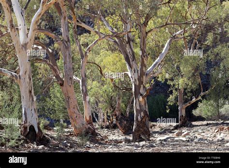 River Red Gum Eucalyptus Camaldulensis Australia Stock Photo Alamy