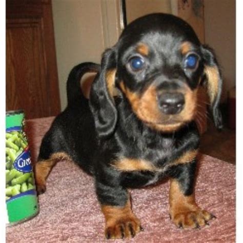 Like many hounds, this breed is also very intelligent and does well with mental challenges and puzzles. Heartland Dachshunds Of Southern Illinois, Dachshund Breeder in Mount Vernon, Illinois