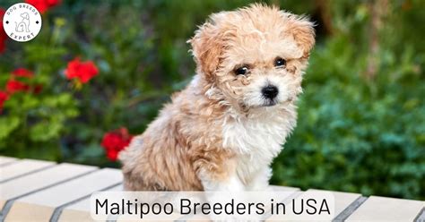 Maltipoo Breeders In Usa List Of 5 Local Breeders