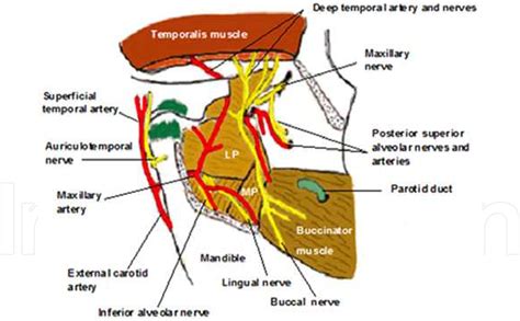Figure 1 From The Mandibular Nerve The Anatomy Of Nerve Injury And