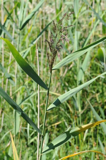 Common Reed Phragmites Australis Biopix Photoimage 59436