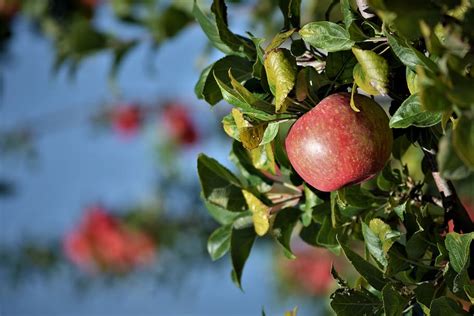 Apple Orchard Fruit Ripe Garden Healthy Autumn Fresh Red