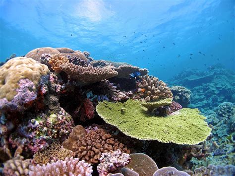Corals Are Already Adapting To Global Warming Scientists Say