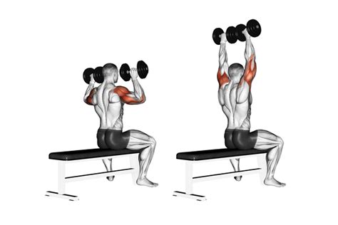 10 Shoulder Workouts For Beginners E Fitness Tips