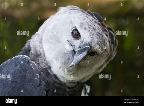 The Harpy Eagle Harpia Harpyja Is The Largest Most Powerful Raptor