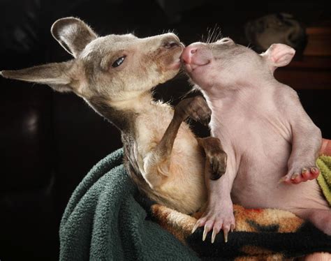 Kangaroo And Wombat Photos Animal Odd Couples Ny