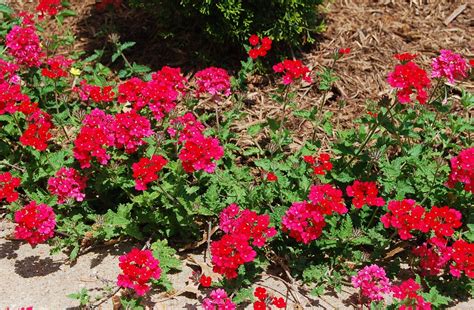 Bright yellow flowers bloom from late summer to fall, and, depending on the variety, can reach 6 to 10 feet tall. Verbena Homestead Red blooms rich red flowers all summer ...