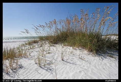 Picturephoto White Sand Beach With Grasses Fort De Soto Park