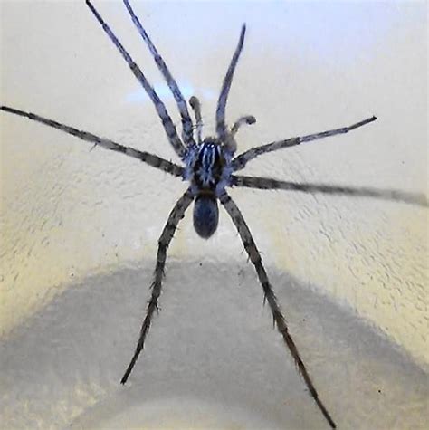 Prowling Spider Dorsal Syspira Bugguidenet