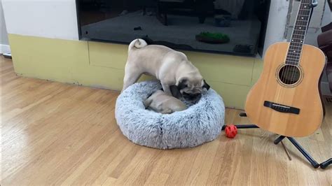 Pug Puppy Defends Bed Youtube