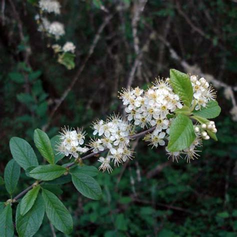 Bitter Cherry In Flower Native Plant Guide