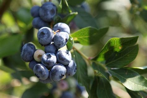 Zone 4 Blueberries Types Of Cold Hardy Blueberry Plants Blueberry