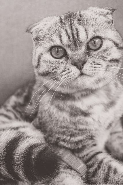 고양이 같은 애완 동물 국내 Pixabay의 무료 사진 Pixabay
