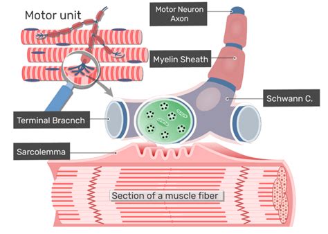 Neuromuscular Junction Structure