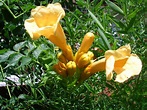 How to Grow: Trumpet Vine- Growing and Caring for Trumpet Vine