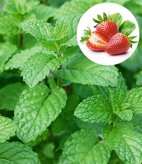 Erdbeer-Minze | Kräuter & Gewürze Pflanzen bei BALDUR-Garten