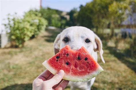 Can Dogs Eat Watermelon Petietec