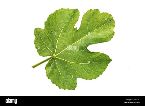 Fig Leaf Shape Hi Res Stock Photography And Images Alamy