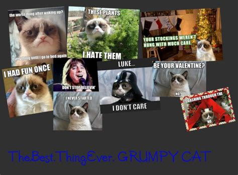 Cat Meme Quote Funny Humor Grumpy 17 Wallpapers Hd Desktop And