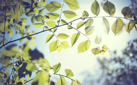 Foliage Leaves Sunlight Blurred Bokeh Macro Nature Branch Trees