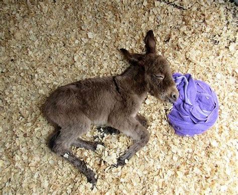 Precious Photos Of The Most Adorable Baby Donkeys