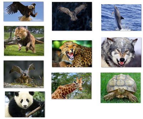 Animales Salvajes Que Son Top Ten De Animales Salvajes E