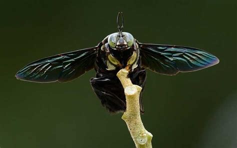 We provide information on insect identification, insect control instructions, rodent identification, rodent control measures, professional equipment, and information about professional strength insecticides and herbicides. Carpenter Bees