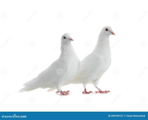 Two White Doves Isolated On A White Stock Image Image Of Wing Pigeon