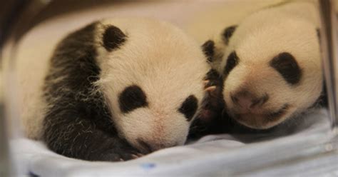 Baby Panda Twins Born In Madrid Zoo