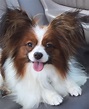 A Breed Apart | Papillon Breeder | Home