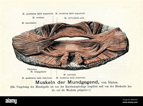 Vintage Illustration Of Anatomy Mouth Muscles Internal View With
