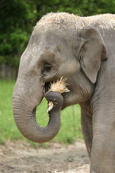 Yun Gratis Fotos No 1013 Elefante Comiendo Japón Prefectura De